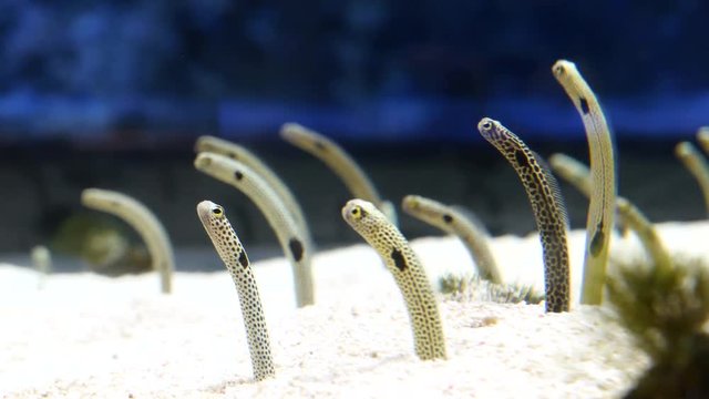 Spotted garden eels are moving out of sand