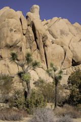 Joshua Trees in front of rock formations in Joshua Tree National Park, Twentynine Palms, California