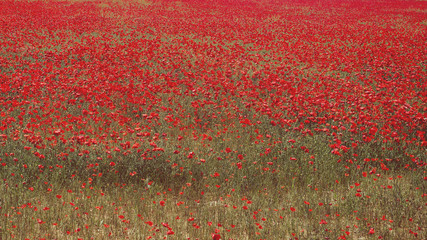 Red wild poppies