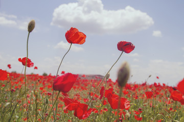red wild poppies in the countryside