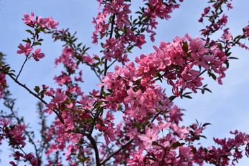 Pink blossom flowers 