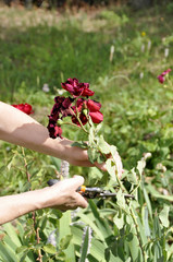 Flower gardening and maintenance concept. Close up shot of women hands with pruning shears working...
