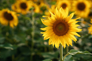 Blurred sunflower field close up selective focus