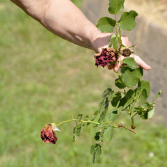 Flower gardening and maintenance concept. Close up shot of women hands with pruning shears working in garden. Gardener trimming off spray of spent or dead rose flowers using secateurs or pruners