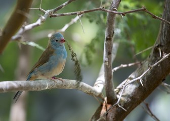 Blue Capped Cordon Blue (Uraeginthus cyanocephalus)