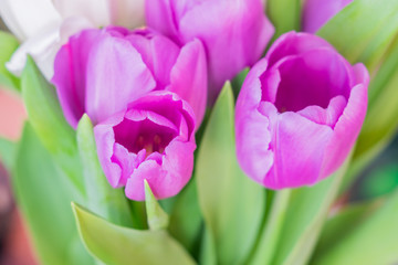 white and purple blooming tulips. floral background