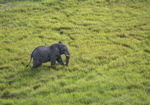 Aerial View of Large Male Elephant Walking Through the Tall Grasses on the Savannah in Botswana 