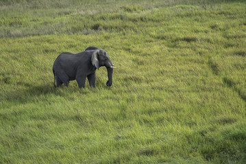 Naklejka na ściany i meble Aerial View of Large Male Elephant Walking Through the Tall Grasses on the Savannah in Botswana 