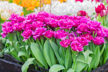 field of blooming colorful tulips, spring flowers in the garden
