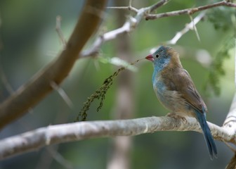 Blue Capped Cordon Blue (Uraeginthus cyanocephalus)
