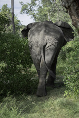 Fototapeta premium African Elephant Walking Into the Bush, Okavango Delta, Botswana