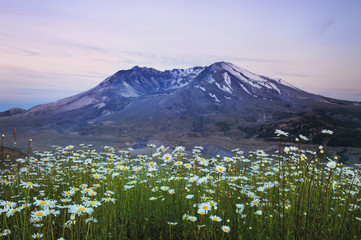 Fototapeta premium Mt. St. Helens in a sea of daisies