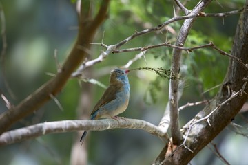 Blue Capped Cordon Blue (Uraeginthus cyanocephalus)