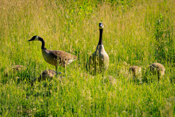 Wild geese with offspring in the sunlit high grass