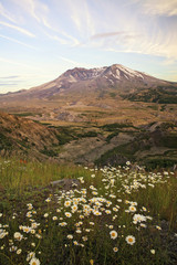 Fototapeta premium Mt. St. Helens surrounded by daisies
