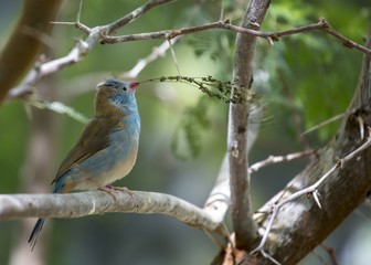 Blue Capped Cordon Blue (Uraeginthus cyanocephalus)