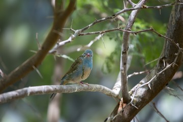 Blue Capped Cordon Blue (Uraeginthus cyanocephalus)