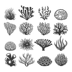 Aquatic corals. Natural aquatics reef coral set silhouettes isolated on white background for sea or aquarium vector graphic