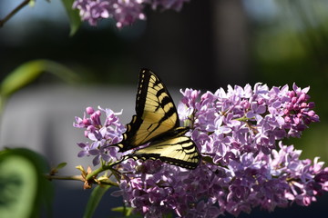 Fototapeta na wymiar Yellow Swallowtail Butterfly on Purple Lilacs