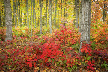 Trees in the Pacific Northwest © Patricia Thomas 