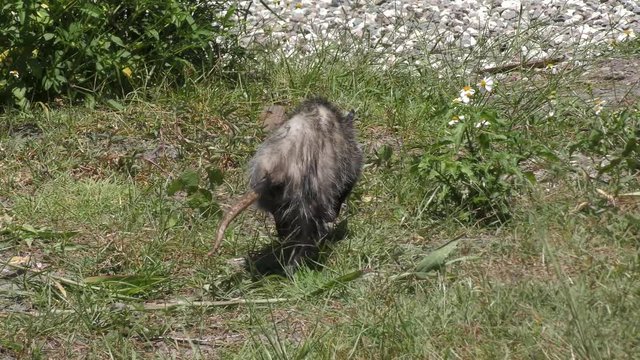 young opossum walks in Florida grassland