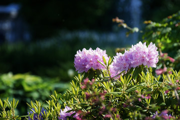 Beautiful pink Rhododendron.
