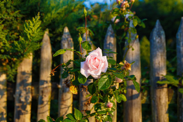 romantinc pink rose flower in beautiful scenery of old wooden fence.