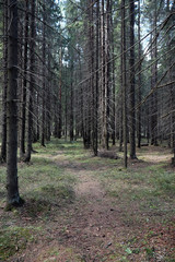 Pine forest. Depths of a forest. Journey through forest paths. T