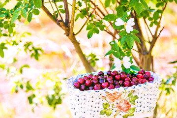 Cherries in wicker basket with flowering bush on blurred background