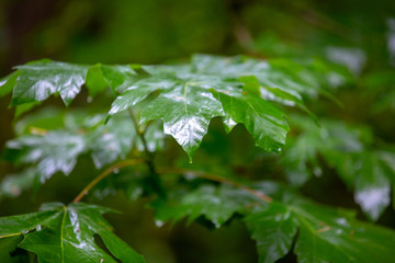 Wet Fresh Leaves