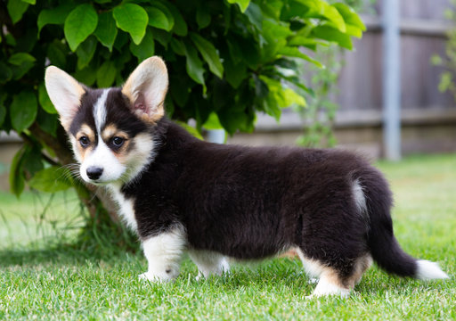 24 BEST Corgi-Welpen IMAGES, STOCK PHOTOS & VECTORS | Adobe Stock