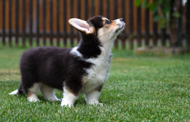 Junge Corgi-Hündin in tricolour im Garten