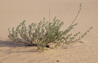 Desert of Europe - Oleshky Sands - plants
