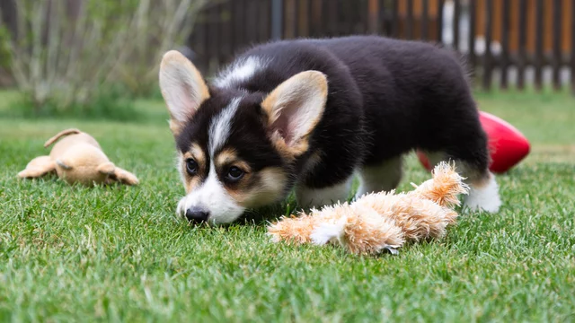 24 Best Corgi Welpen Images Stock Photos Vectors Adobe Stock