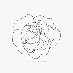 Hand drawn vector tea-rose contour on the white background