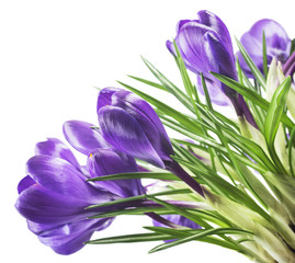 beautiful crocus on white background - fresh spring flowers. Violet crocus flowers bouquet . (selective focus)