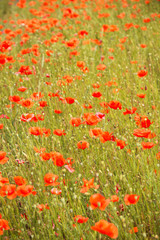 a fields full of blooming red poppies