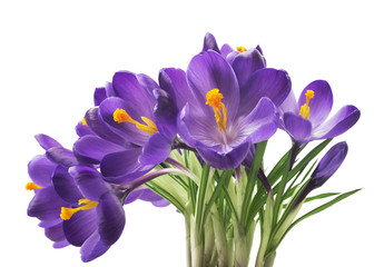 beautiful crocus on white background - fresh spring flowers. Violet crocus flowers bouquet . (selective focus)