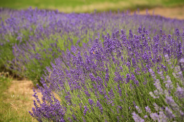 Obraz na płótnie Canvas a picturesque view of blooming lavender fields.