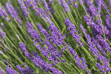 a picturesque view of blooming lavender fields.