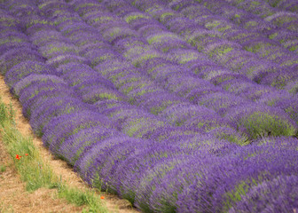 Fototapeta na wymiar a picturesque view of blooming lavender fields