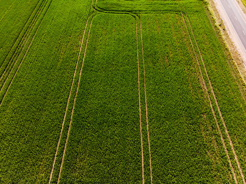 Crop field drom above, aerial view