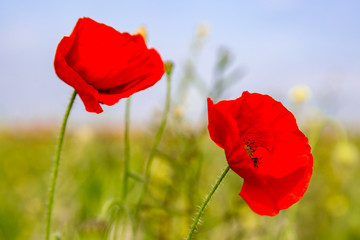 Red poppies growing in the Sussex countryside on a sunny summers day