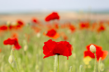 Red poppies growing in the Sussex countryside on a sunny summers day