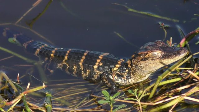 baby alligator basking in Florida wetlands