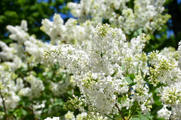 Obraz premium Lilacs in partial bloom