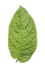 potato foliage on white background