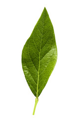 blueberry leaf isolated