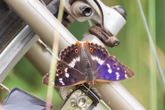 Butterfly Lesser Purple Emperor (Apatura ilia)  sitting on a bicycle.