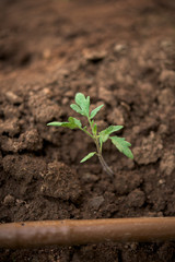 New tomato plant in a vegetable garden